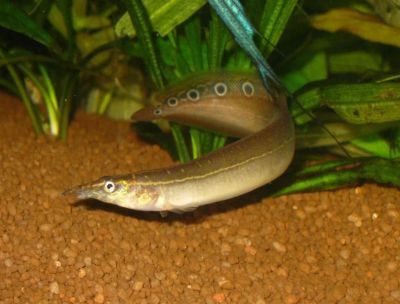 Лот: 9045893. Фото: 1. Макрогнатус глазчатый (Macrognathus... Рыбки
