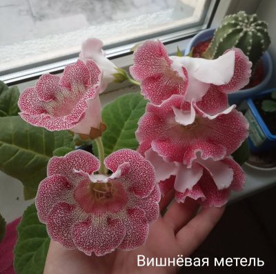 Лот: 15764542. Фото: 1. Глоксиния- лист. Горшечные растения и комнатные цветы