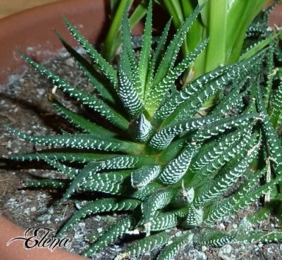 Лот: 7715644. Фото: 1. Хавортия полосатая ("Haworthia... Горшечные растения и комнатные цветы