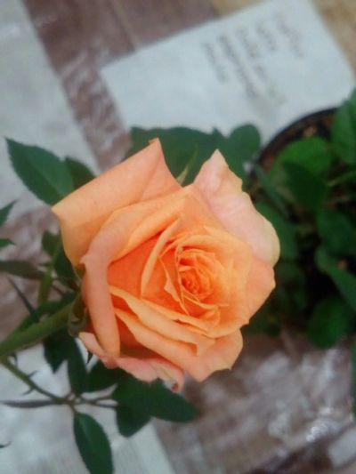 Лот: 16378891. Фото: 1. Роза оранжевая. Горшечные растения и комнатные цветы