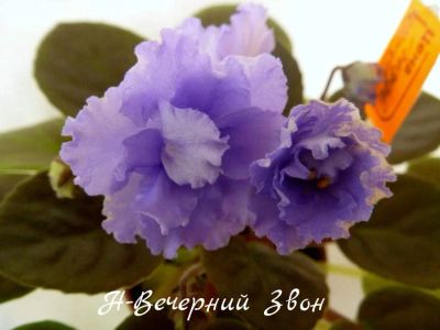 Лот: 8393093. Фото: 1. Продам детку сортовой мини-фиалки... Горшечные растения и комнатные цветы