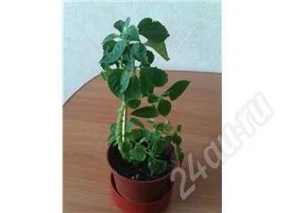 Лот: 33643. Фото: 1. бальзамин- "ванька мокрый" 2. Красноярск