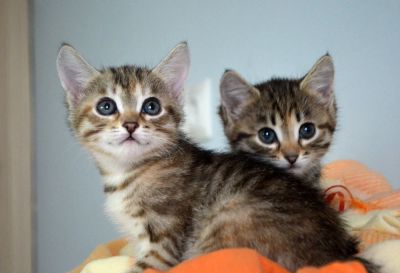 Лот: 3507486. Фото: 1. Котята-девочки, 2 месяца. Кошки, котята