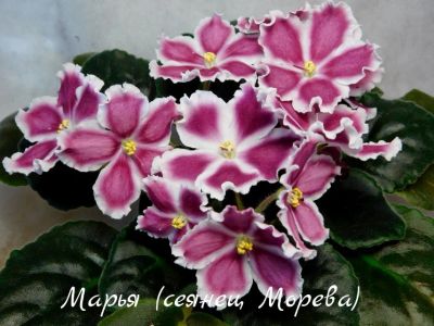 Лот: 8483838. Фото: 1. Продам лист сортовой фиалки Марья... Горшечные растения и комнатные цветы