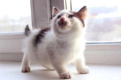 Лот: 3549668. Фото: 1. Отдам котенка мальчика в ответственные... Кошки, котята