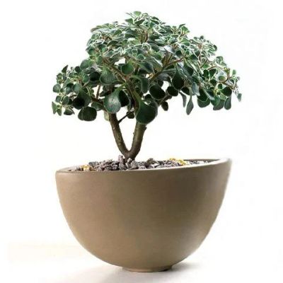 Лот: 16235873. Фото: 1. Aichryson Aeonium laxum (Аихризон... Горшечные растения и комнатные цветы