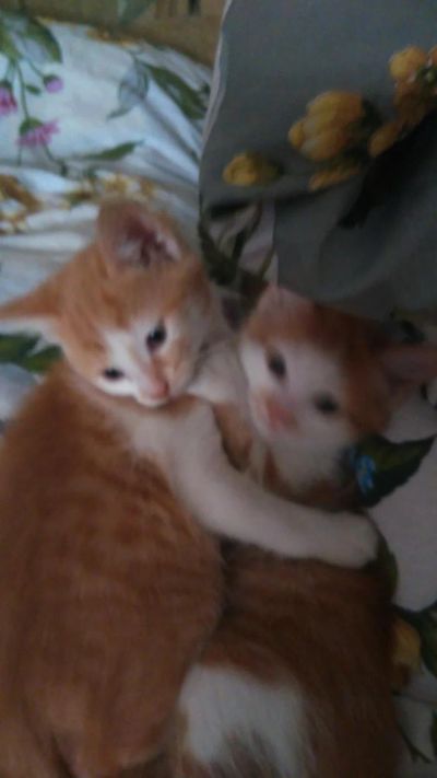 Лот: 8878898. Фото: 1. Котята рыжие красавцы 1,5 месяца. Кошки, котята