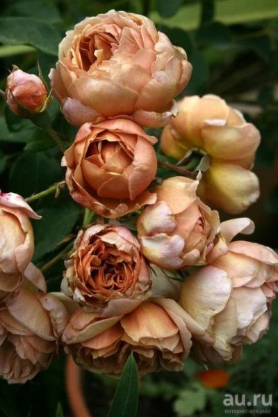 Лот: 13845906. Фото: 1. Роза флорибунда Кафе. Садовые цветы