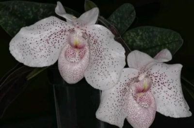 Лот: 14017232. Фото: 1. Орхидея пафиопедилум Венерин башмачок. Другое (комнатные растения и уход)