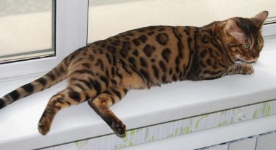 Лот: 7303008. Фото: 1. бенгальский котик. Кошки, котята