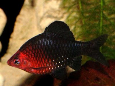 Лот: 7568431. Фото: 1. Барбус черный (Barbus nigrofasciatus... Рыбки
