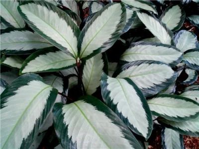 Лот: 10195865. Фото: 1. Calathea Pioturata Argentea или... Горшечные растения и комнатные цветы