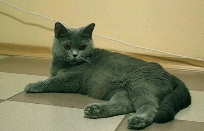 Лот: 12668204. Фото: 1. Голубой красавец британец. Кошки, котята