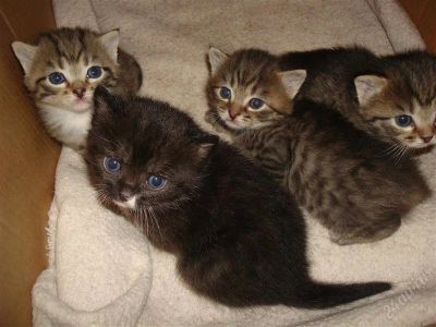 Лот: 1349105. Фото: 1. Отдам в хорошие руки Британских... Кошки, котята