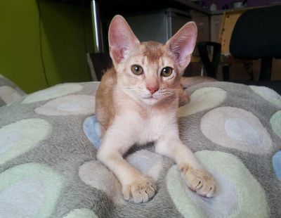 Лот: 7776439. Фото: 1. Абиссинские котята. Кошки, котята