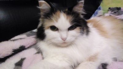 Лот: 13000268. Фото: 1. Симпатичный пушистик кошечка стеризованная... Кошки, котята
