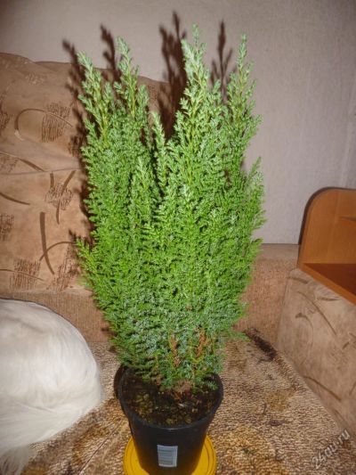 Лот: 4998918. Фото: 1. Хамаекепарис. Горшечные растения и комнатные цветы