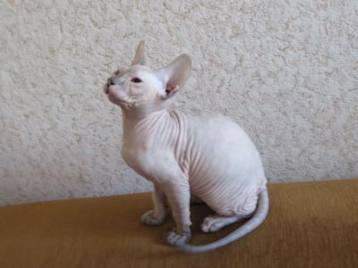 Лот: 7644724. Фото: 1. Донский сфинкс с приданым. Кошки, котята