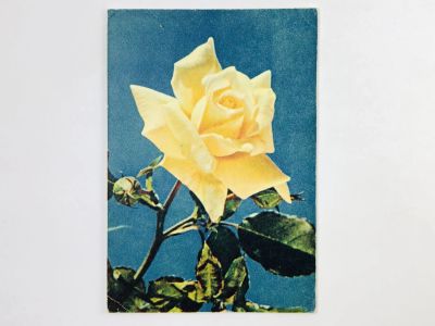 Лот: 23296743. Фото: 1. Роза. Желтая. Открытка. 1964. Открытки, конверты