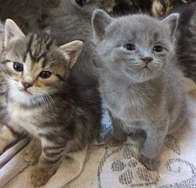 Лот: 9485058. Фото: 1. Котята. Кошки, котята