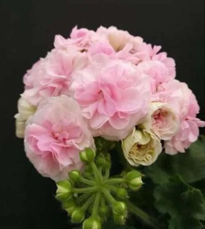 Лот: 18331788. Фото: 1. Сортовая пеларгония "ЮВ Анна Австрийская... Горшечные растения и комнатные цветы