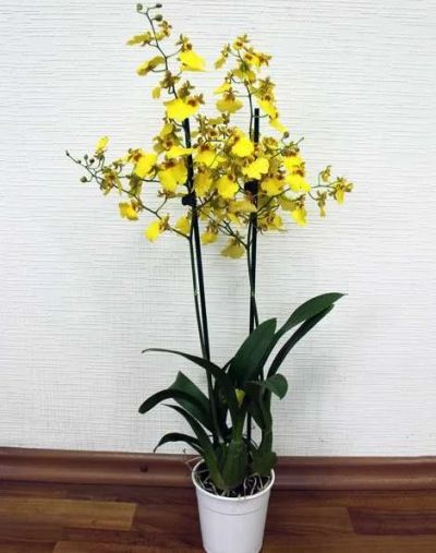 Лот: 12682450. Фото: 1. Орхидея онцидиум желтый. Горшечные растения и комнатные цветы