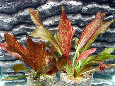 Лот: 5067824. Фото: 1. Эхинодорус " Красное пламя" (Echinodorus... Водные растения