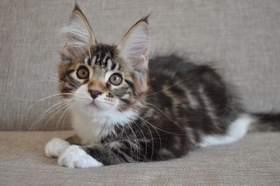 Лот: 9450794. Фото: 1. Котята мейн-кун мальчики и девочки. Кошки, котята