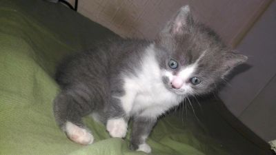 Лот: 8655544. Фото: 1. Британцы. Кошки, котята