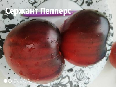 Лот: 15398253. Фото: 1. семена томата Сержант Пепперс... Овощи