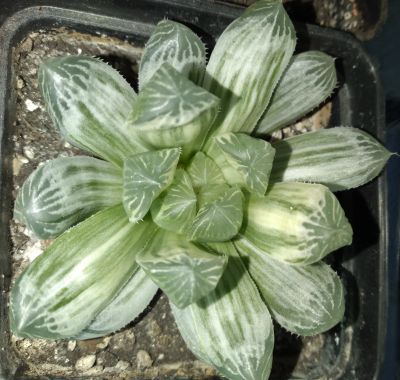 Лот: 21590773. Фото: 1. хавортия Haworthia cooperi variegata... Горшечные растения и комнатные цветы