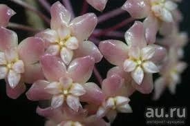 Лот: 13559029. Фото: 1. Хойя. Hoya Species Philippines... Горшечные растения и комнатные цветы