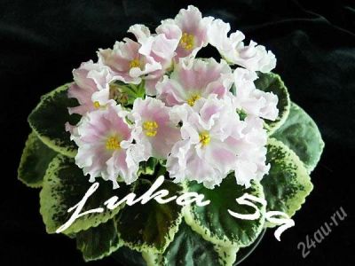 Лот: 1449358. Фото: 1. Сенполия Pink Sensation. Горшечные растения и комнатные цветы