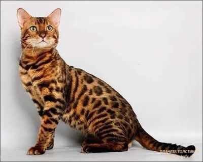 Лот: 6687095. Фото: 1. бенгальские котята. Кошки, котята