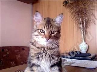 Лот: 365497. Фото: 1. Сибирский котенок. Остальные животные