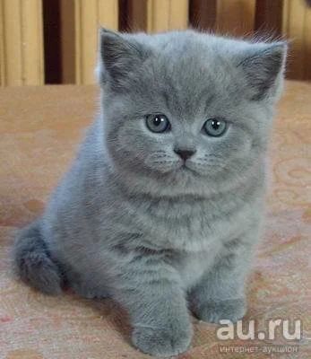 Лот: 8070896. Фото: 1. плюшевое счастье. Кошки, котята