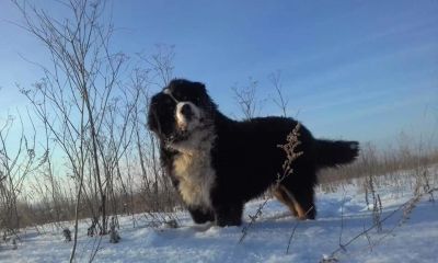 Лот: 15127257. Фото: 1. Щенки бернского зенненхунда. Собаки, щенки