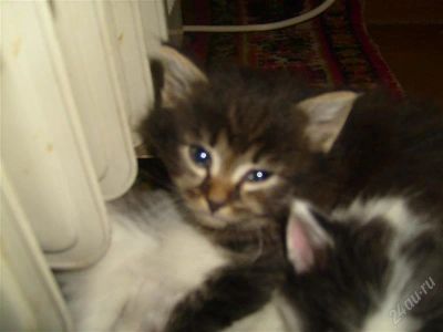 Лот: 2871900. Фото: 1. Отдам в хорошие руки полосатую... Кошки, котята