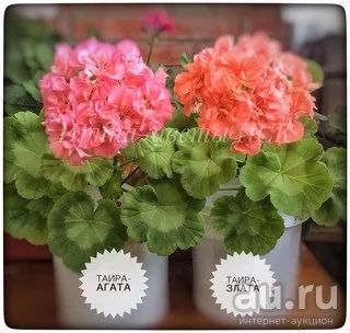 Пеларгония Таира