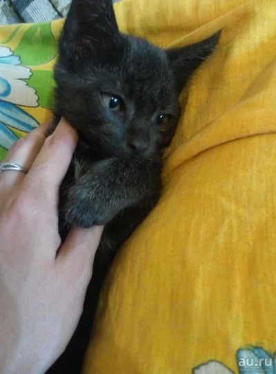 Лот: 8229848. Фото: 1. Отдам в надежные руки самых лучших... Кошки, котята