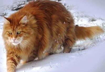 Лот: 6453478. Фото: 1. Котенок Мейн-Кун. Кошки, котята