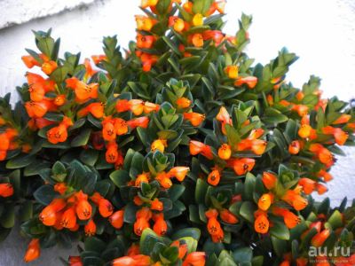 Лот: 18089778. Фото: 1. Нематантус Ветстайна (Nematanthus... Горшечные растения и комнатные цветы
