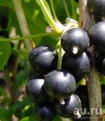 Лот: 13431477. Фото: 1. Саженцы черной смородины сорт... Ягоды