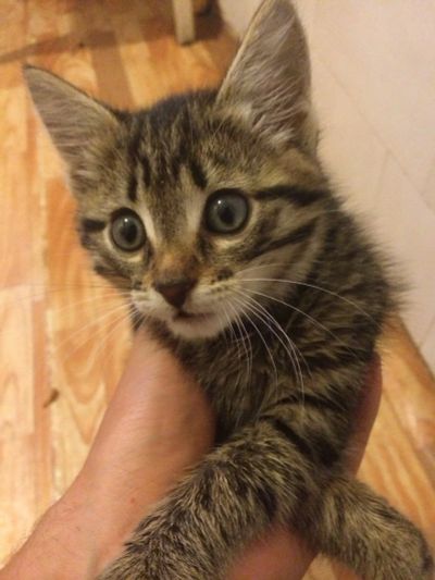 Лот: 4359083. Фото: 1. Отдам котенка, мальчик, 1,5 месяца. Кошки, котята