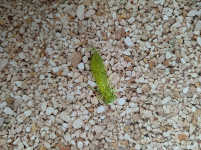 Лот: 17790554. Фото: 1. Larva 2". Другое (рыбалка)