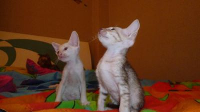 Лот: 3860559. Фото: 1. котенок ориентальной породы (мальчик... Кошки, котята