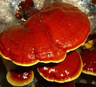 Лот: 5682245. Фото: 1. Линчжи ( Ganoderma Lucidum ) по... Грибы