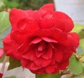 Лот: 9368155. Фото: 1. Бальзамин Salsa Red. Горшечные растения и комнатные цветы