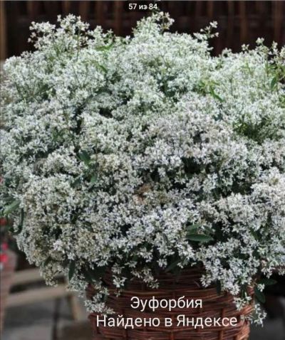 Лот: 25336380. Фото: 1. Эуфорбия Diamond Frost. Горшечные растения и комнатные цветы
