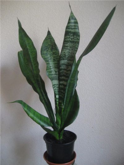 Лот: 7108762. Фото: 1. Сансевьера среднерослая (Sansevieria... Горшечные растения и комнатные цветы